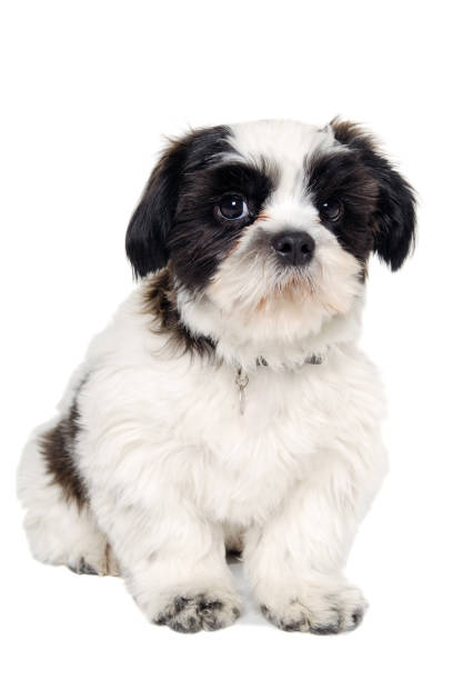 istock Sad Shih Tzu dog 2170335910