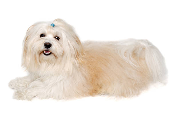 istock Happe Coton De Tulear dog resting on a clean white background 2170335922