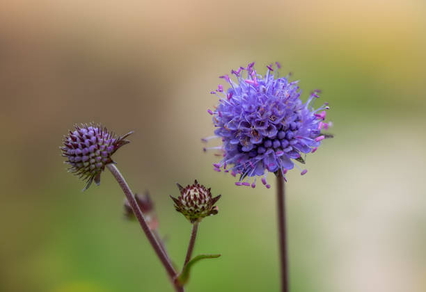 Macro photo of blue wild flower - background