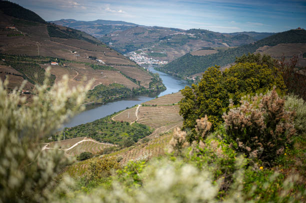 istock Douro Valley, Portugal. Vineyards 2170338628