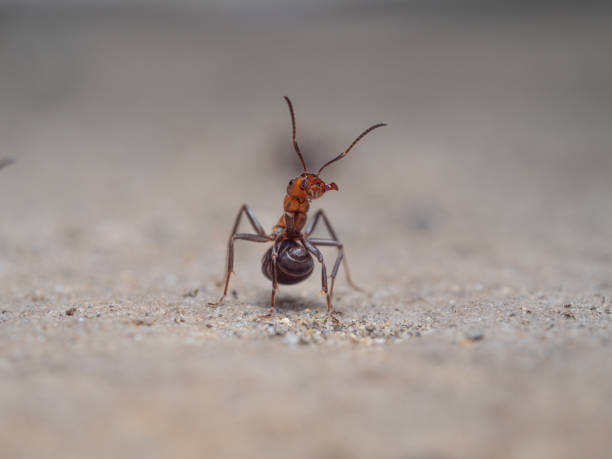istock Close-up of an ant in a defensive posture and erect antennae. 2170338695