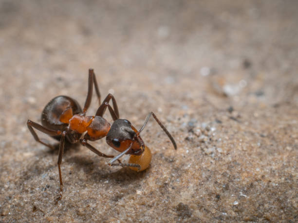 istock Close-up of an ant with a plant seed. 2170338704