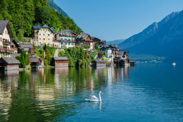istock Serene summer morning at Hallstatt, Austria with swan gliding across tranquil waters 2170339313
