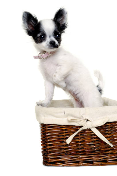 istock Chihuahua dog on a clean white background 2170339669