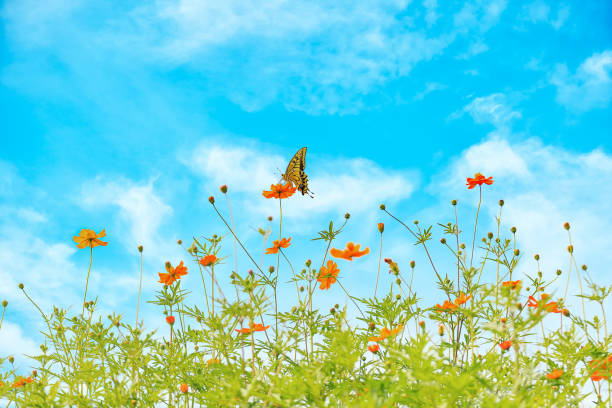 istock a scene with a butterfly sitting on a cosmos flower 2170340309
