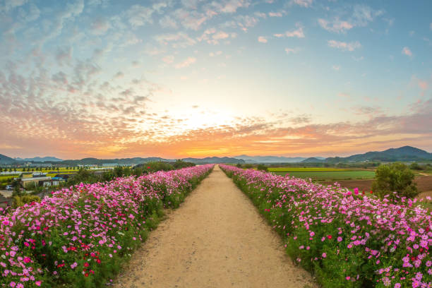 autumnal scenery along the river with cosmos blooming