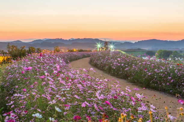 istock autumnal scenery along the river with cosmos blooming 2170340384