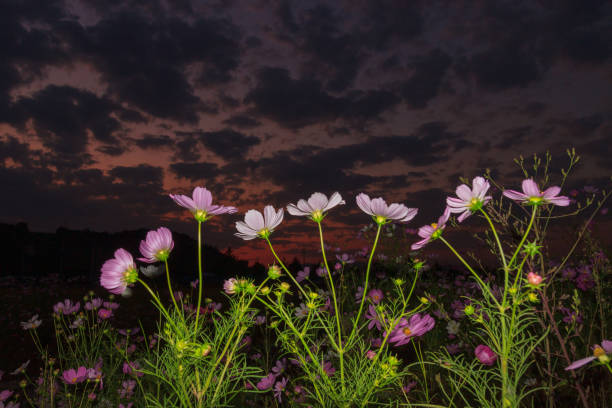 istock autumnal scenery along the river with cosmos blooming 2170340387