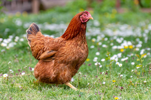 istock Domestic hen in green grass field 2170342649