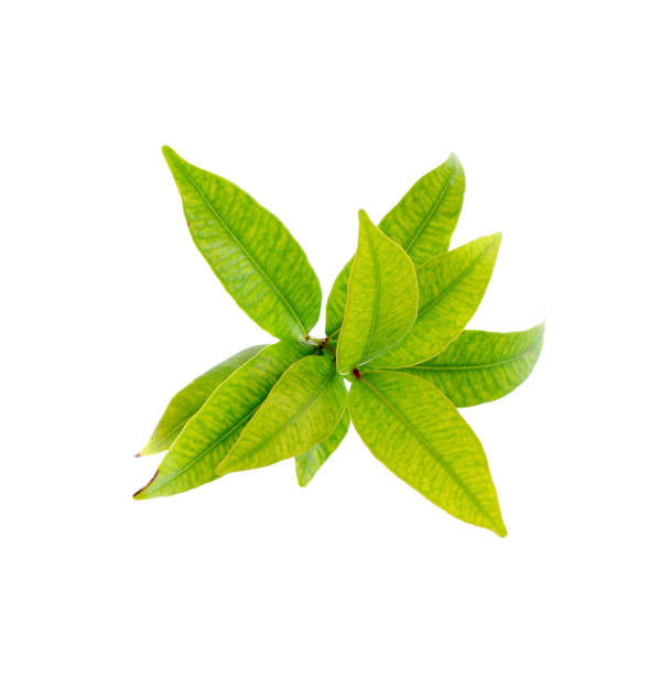 istock Green leaves on white background 2170342770