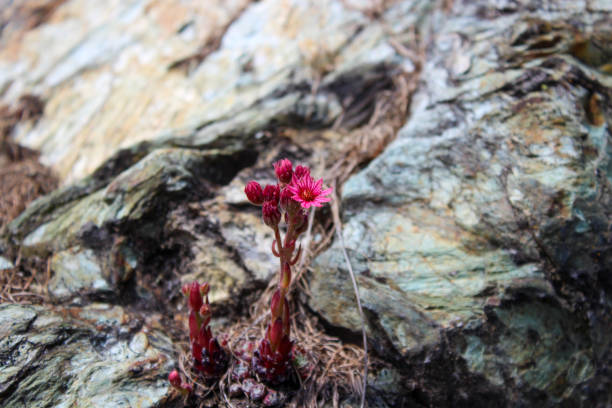 Sempervivum flowers on rocks, Italian Alps