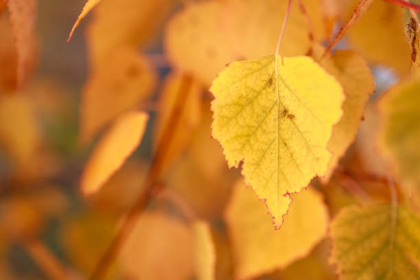 A leaf is shown in a close up of a tree. The leaf is yellow and has some brown spots on it. Concept of autumn and the beauty of nature