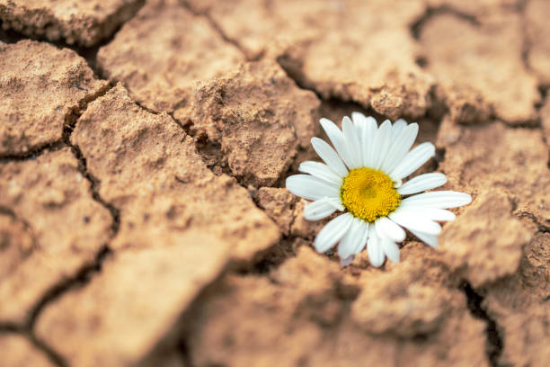 istock Chamomile is a white flower on a yellow ground with cracks 2170344335