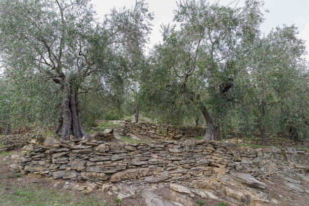 istock Natural stone walls at an olive grove 2170344823