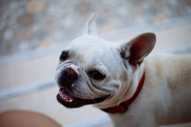 istock cute French bull dog 2170345137
