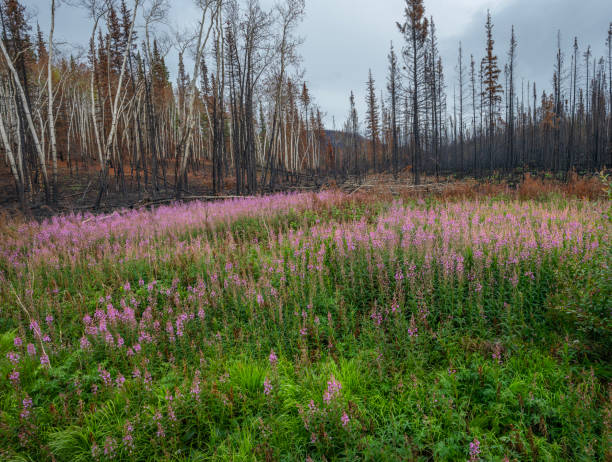 istock Fireweed (Chamaenerion angustifolium) and Forest Fire at Barlow Lake, Yukon 2170346760