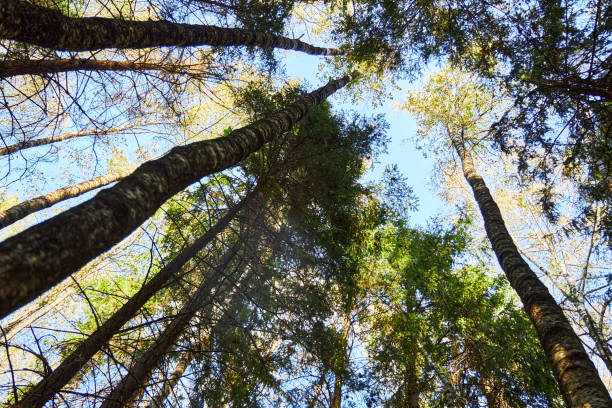 istock Treetops of pine trees under a blue sky 2170348041