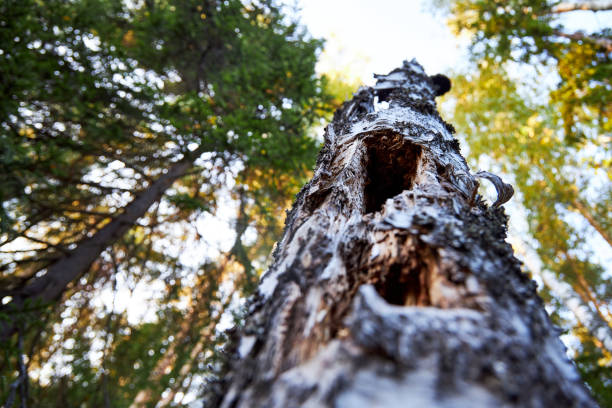 A detailed close-up of a textured tree trunk in a forest filled with tall, straight trees. The rough, peeling bark in the foreground contrasts with the soft green undergrowth and the vertical lines of the trees in the background, creating a sense of depth and natural tranquility.