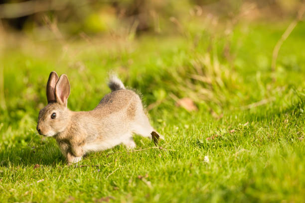 Wild rabbit, alert but enjoying the early evening sun.