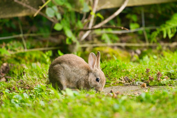 Wild rabbit feeding in a Pembrokeshire field.