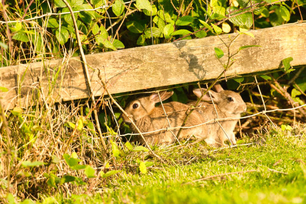 Two wild rabbits enjoying the early evening sun.