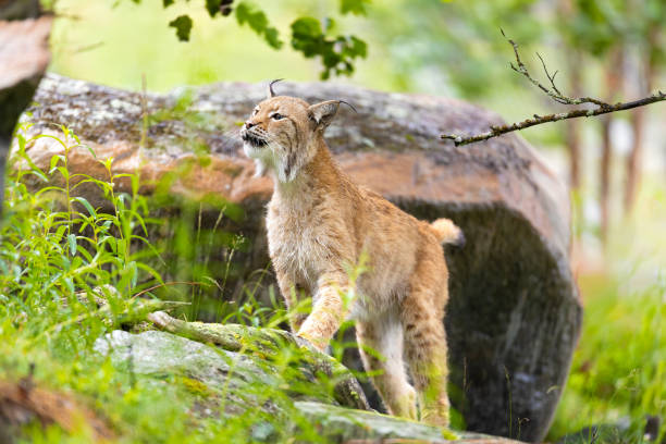 istock Wild lynx exploring lush green forest in Norway, stepping gracefully over mossy rocks amidst vibrant wildlife and trees 2170349057