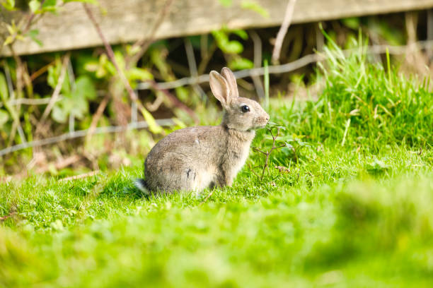 istock Baby rabbit venturing out into a field 2170349124