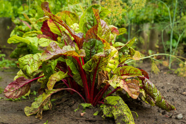 istock Young fresh beetroot plants growing in garden closeup 2170350936