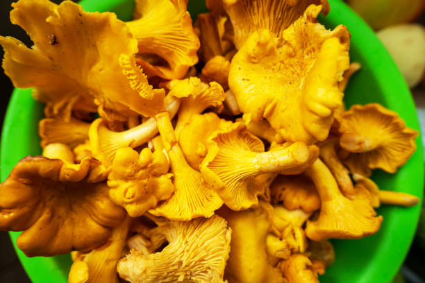 Cantharellus, small culinary delight, eat what nature gives us