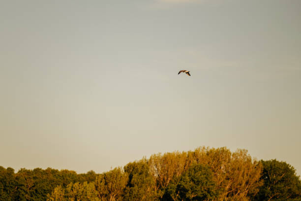 istock A stunning and vibrant bird gracefully gliding high above goldentinted trees under a peaceful, serene sky 2170352365