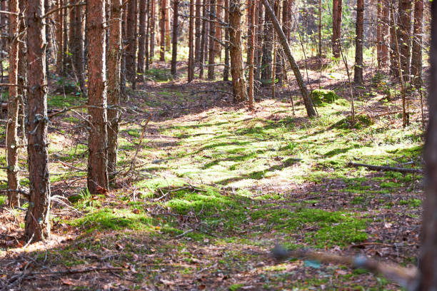istock Forest view of tall pine tree trunks 2170354303