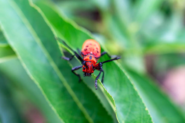 Close up of Red longhorn beetle