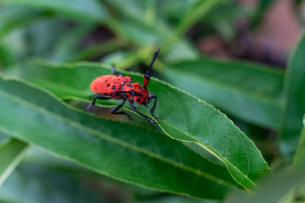Close up of Red longhorn beetle