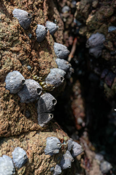 istock Close up of Barnacle attached on rock 2170355249