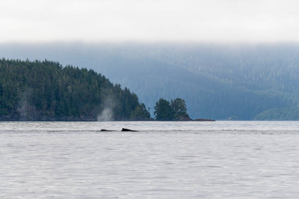 Humpback Whales, Telegraph Cove, Canada