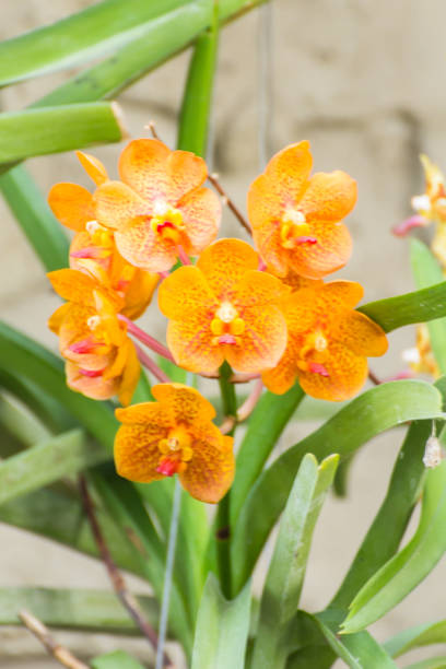 istock orange vanda orchid flower 2170362260