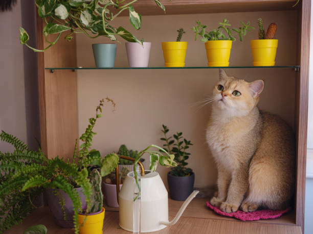 istock Beautiful short hair cat at home 2170363020