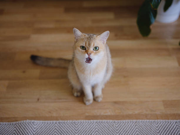 istock Beautiful short hair cat at home 2170363103