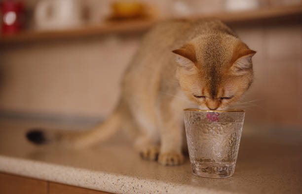 British Cat drinking water from the tap.