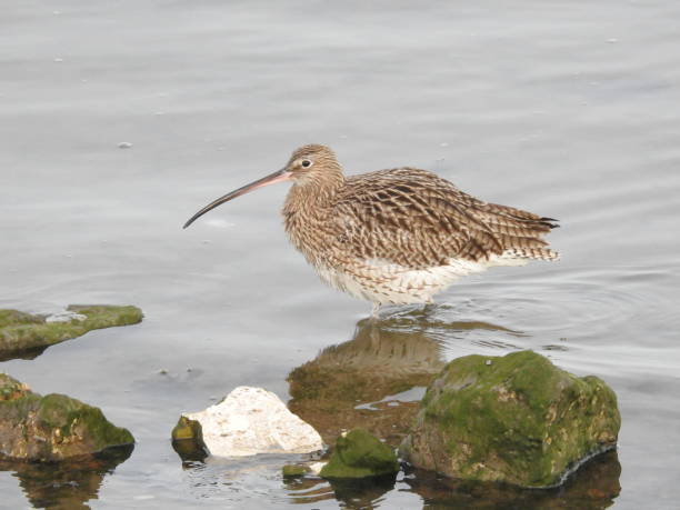 istock Close-up side view of a Curlew with horizontal beak while wading through water at the edge of a river 2170365813