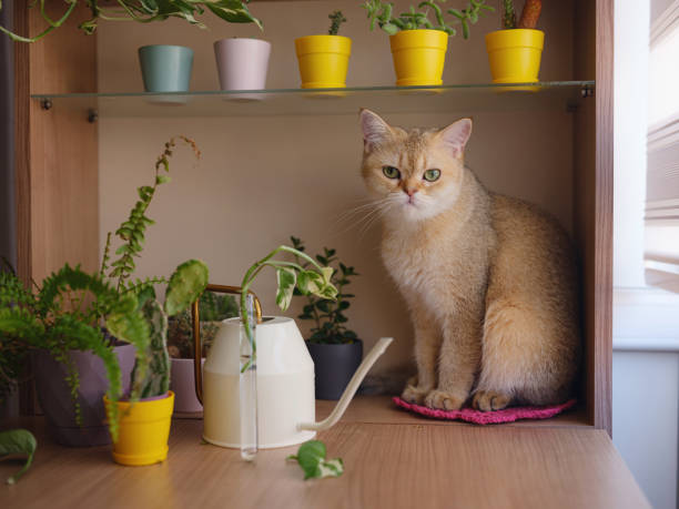istock Beautiful short hair cat at home 2170367729