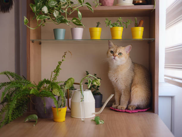 istock Beautiful short hair cat at home 2170367760