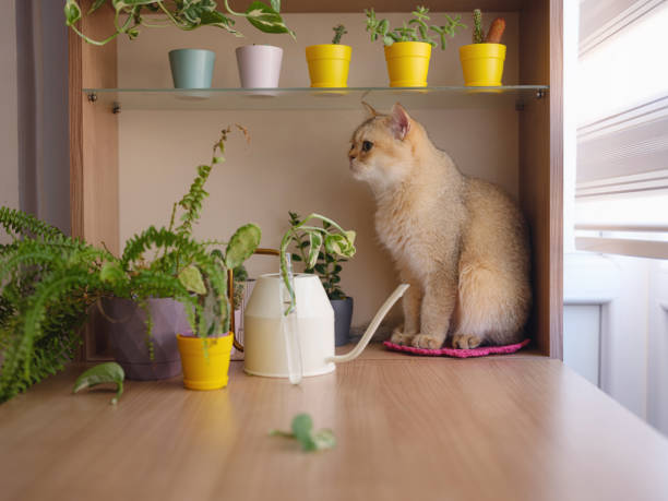 istock Beautiful short hair cat at home 2170367959