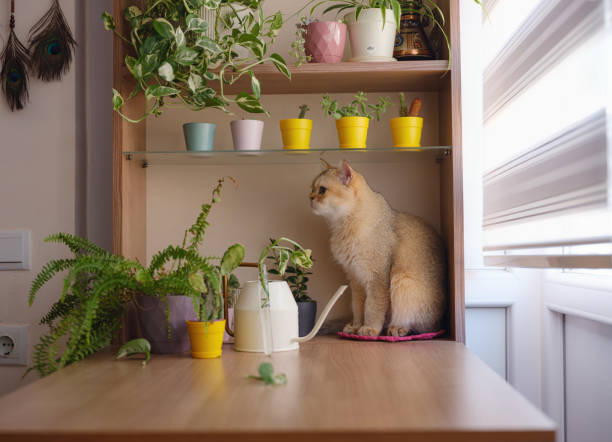 istock Beautiful short hair cat at home 2170368191