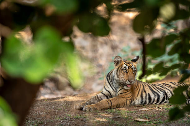 wild female tiger cub or panthera tigris closeup with face expression Showstopper sitting in natural scenic green background jungle safari at Ranthambore National Park Forest Reserve Rajasthan India stock photo