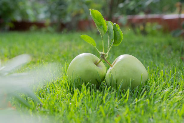 Ripe Green apples on the grass with sunlight