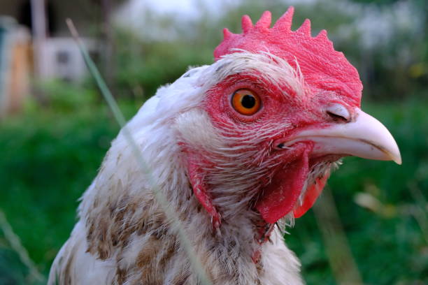istock The chicken (Gallus domesticus) close-up 2170370640
