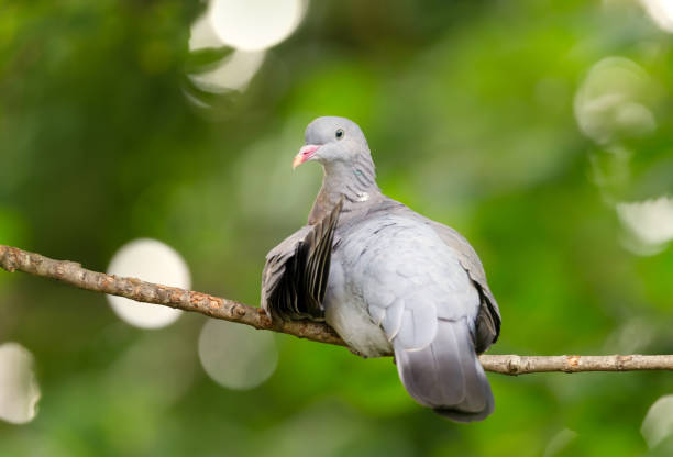 Portrait of white dove standing on tree branch outdoors