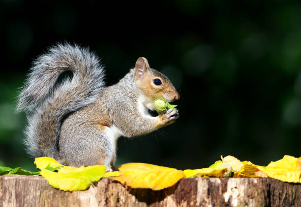 istock Portrait of a grey squirrel eating green hazelnuts on a tree stump 2170371029