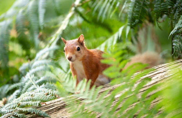Close-up of a cute playful red squirrel standing on a fallen tree